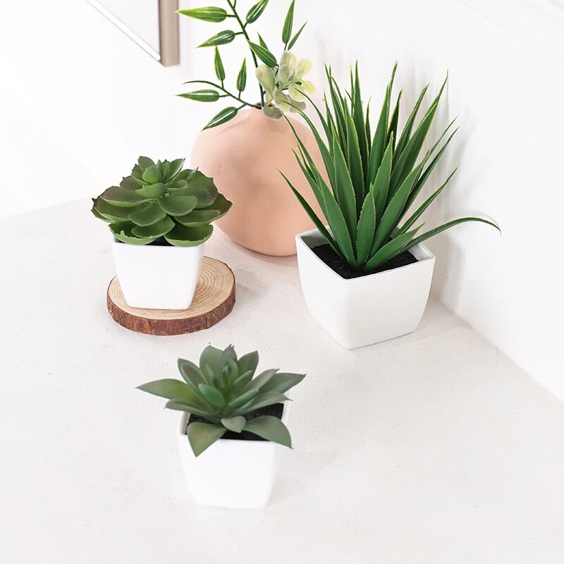 Bonsai di piante sempreverde a - Home Office Layout recensione e prezzo
