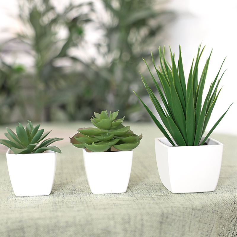 Bonsai di piante sempreverde a - Home Office Layout recensione e prezzo