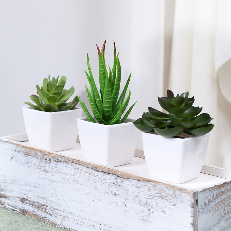 Bonsai di piante sempreverde a - Home Office Layout recensione e prezzo